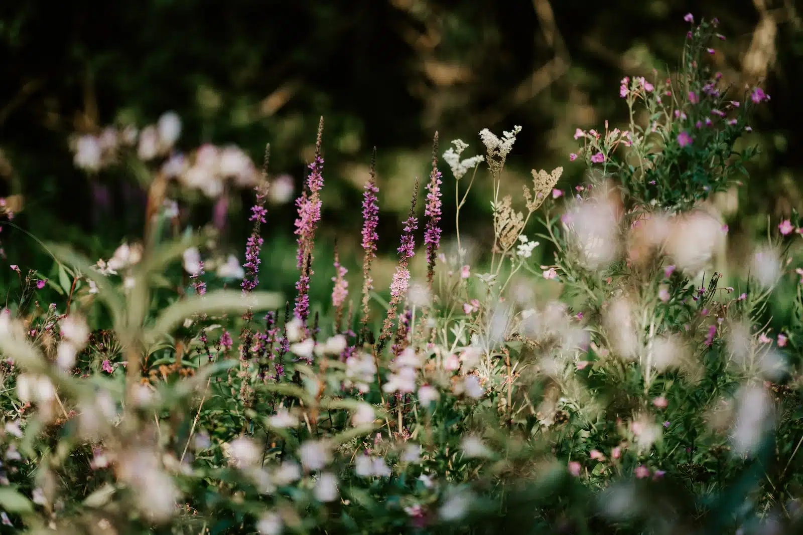 Traitements naturels des végétaux : tout pour un jardin zéro phyto !
