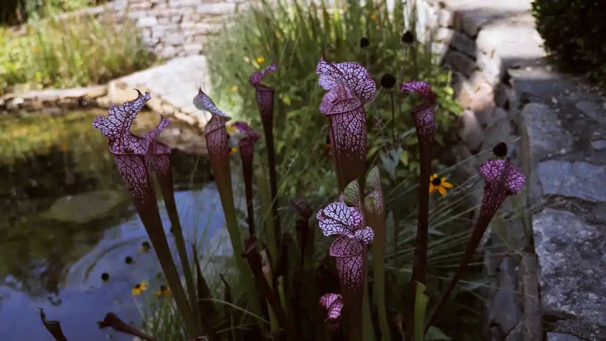 pièges jardin
