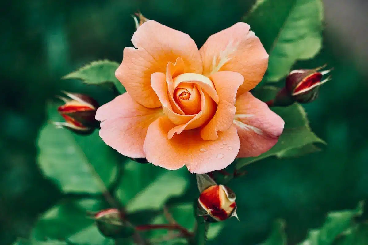 rosier  pomme de terre