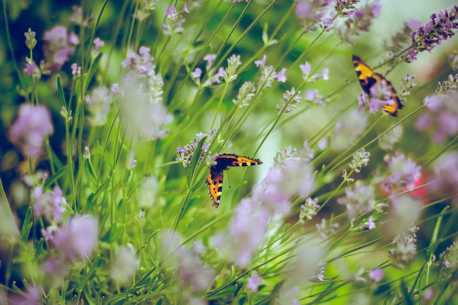 Traitements naturels des végétaux : tout pour un jardin zéro phyto !