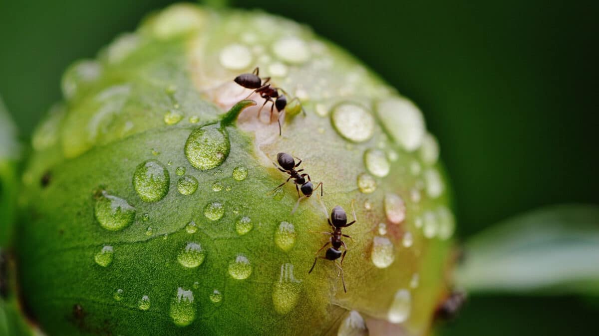 Comment se débarrasser naturellement des fourmis ?