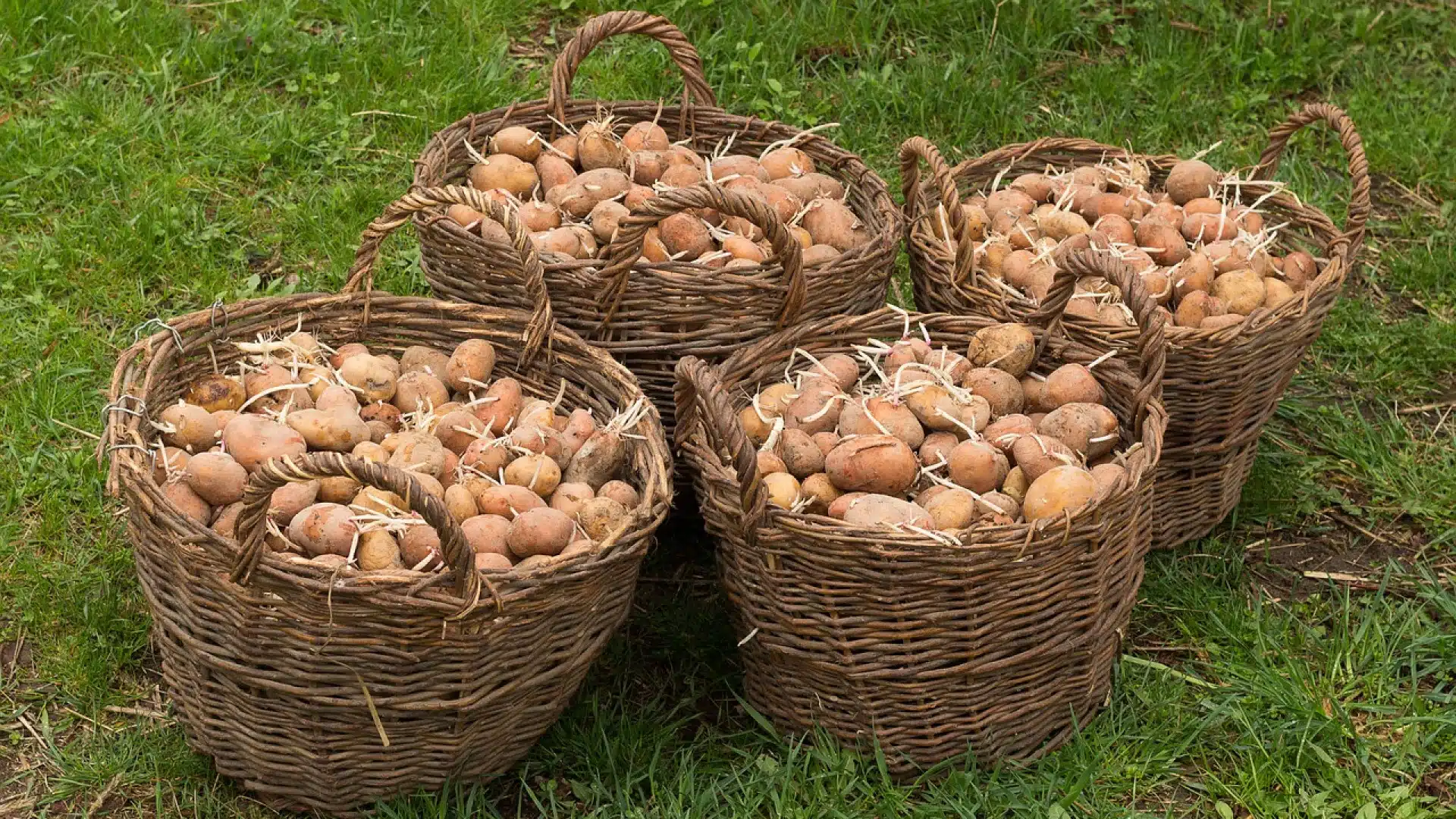 Quels sont les avantages d’une tour à pomme de terre ?